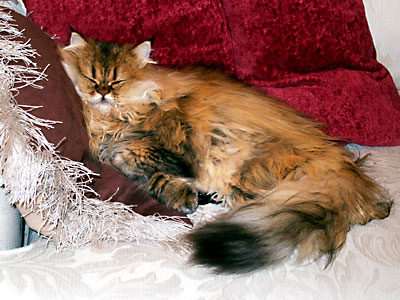 猫, チンチラ・ゴールデン, 来夢, 来喜