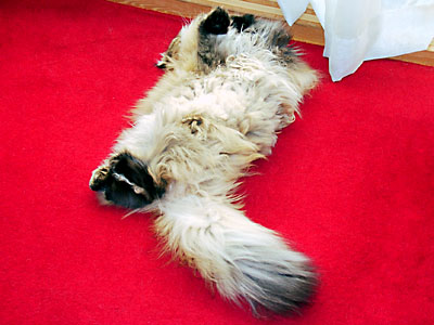 猫, チンチラ・ゴールデン, 来夢, 来喜