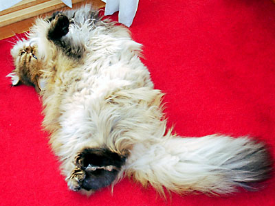 猫, チンチラ・ゴールデン, 来夢, 来喜