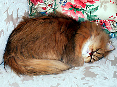 猫, チンチラ・ゴールデン, 来夢, 来喜