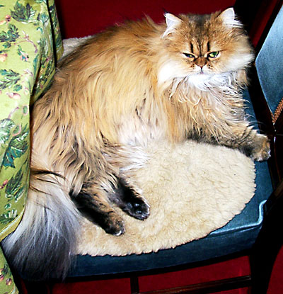 猫, チンチラ・ゴールデン, 来夢, 来喜