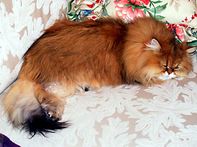 猫, チンチラ・ゴールデン, 来夢, 来喜