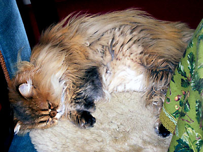 猫, チンチラ・ゴールデン, 来夢, 来喜