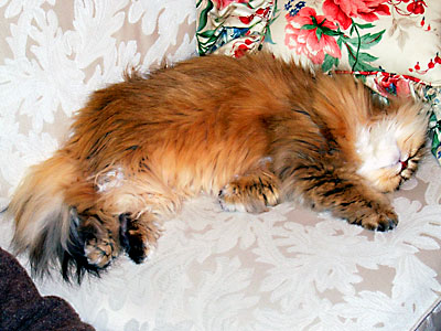 猫, チンチラ・ゴールデン, 来夢, 来喜