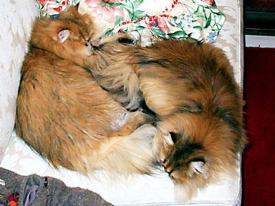 猫, チンチラ・ゴールデン, 来夢, 来喜