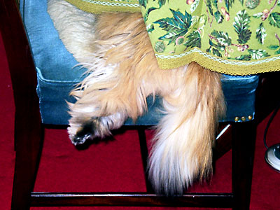 猫, チンチラ・ゴールデン, 来夢, 来喜