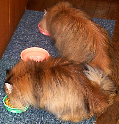 猫, チンチラ・ゴールデン, 来夢, 来喜