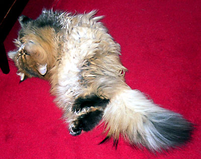 猫, チンチラ・ゴールデン, 来夢, 来喜