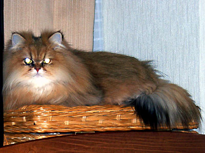 猫, チンチラ・ゴールデン, 来夢, 来喜