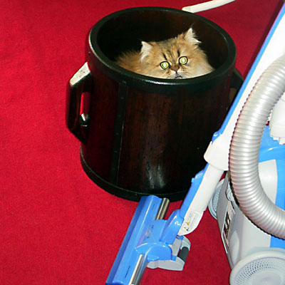 猫, チンチラ・ゴールデン, 来夢, 来喜