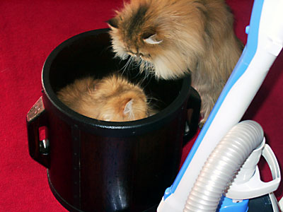 猫, チンチラ・ゴールデン, 来夢, 来喜