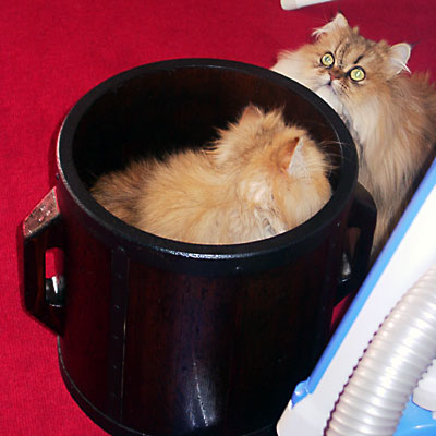 猫, チンチラ・ゴールデン, 来夢, 来喜