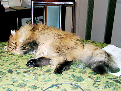 猫, チンチラ・ゴールデン, 来夢, 来喜