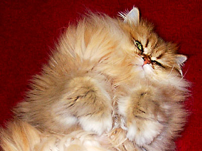 猫, チンチラ・ゴールデン, 来夢, 来喜