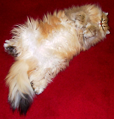 猫, チンチラ・ゴールデン, 来夢, 来喜