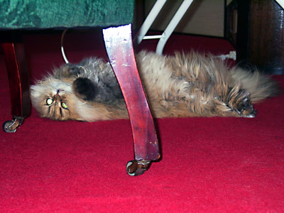 猫, チンチラ・ゴールデン, 来夢, 来喜