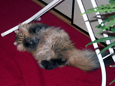 猫, チンチラ・ゴールデン, 来夢, 来喜