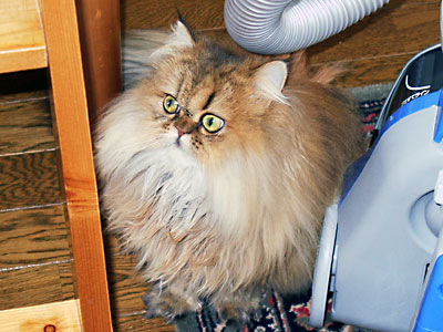 猫, チンチラ・ゴールデン, 来夢, 来喜