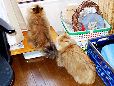 猫, チンチラ・ゴールデン, 来夢, 来喜