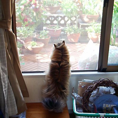 猫, チンチラ・ゴールデン, 来夢, 来喜