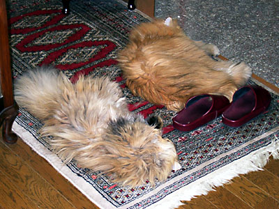 猫, チンチラ・ゴールデン, 来夢, 来喜