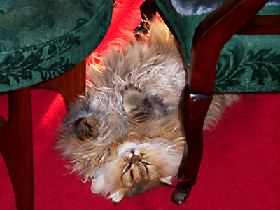 猫, チンチラ・ゴールデン, 来夢, 来喜