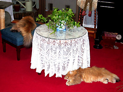 猫, チンチラ・ゴールデン, 来夢, 来喜