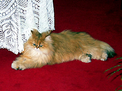 猫, チンチラ・ゴールデン, 来夢, 来喜