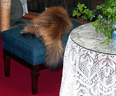 猫, チンチラ・ゴールデン, 来夢, 来喜