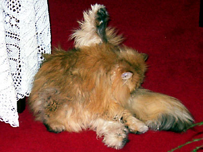 猫, チンチラ・ゴールデン, 来夢, 来喜