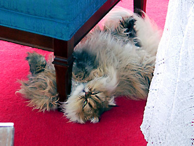 猫, チンチラ・ゴールデン, 来夢, 来喜