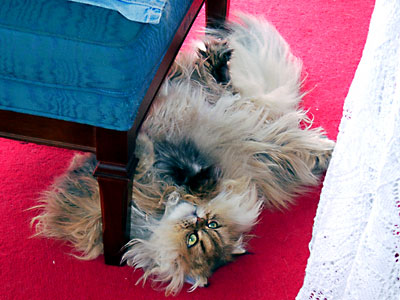 猫, チンチラ・ゴールデン, 来夢, 来喜