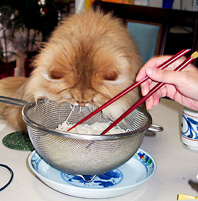 猫, チンチラ・ゴールデン, 来夢, 来喜