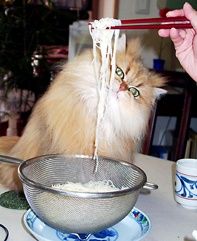 猫, チンチラ・ゴールデン, 来夢, 来喜