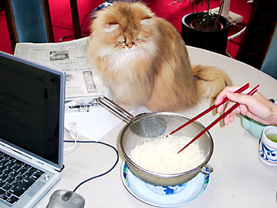 猫, チンチラ・ゴールデン, 来夢, 来喜