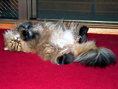 猫, チンチラ・ゴールデン, 来夢, 来喜