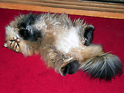 猫, チンチラ・ゴールデン, 来夢, 来喜