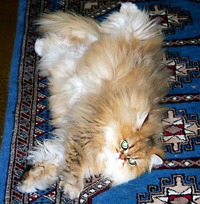 猫, チンチラ・ゴールデン, 来夢, 来喜