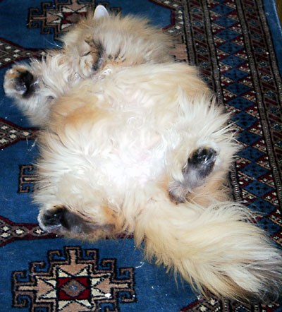 猫, チンチラ・ゴールデン, 来夢, 来喜