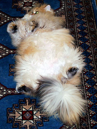 猫, チンチラ・ゴールデン, 来夢, 来喜