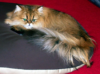 猫, チンチラ・ゴールデン, 来夢, 来喜