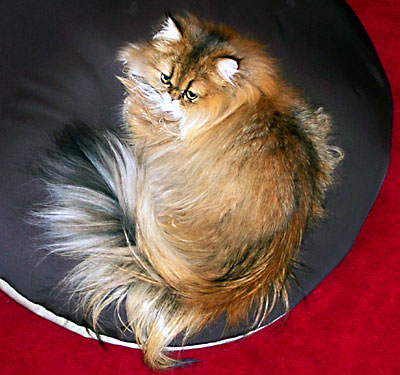 猫, チンチラ・ゴールデン, 来夢, 来喜