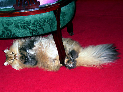 猫, チンチラ・ゴールデン, 来夢, 来喜