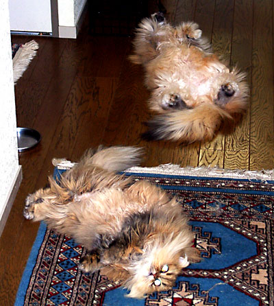 猫, チンチラ・ゴールデン, 来夢, 来喜