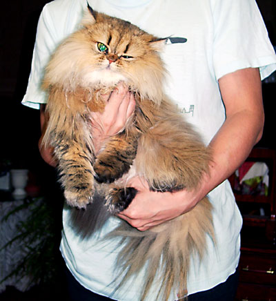 猫, チンチラ・ゴールデン, 来夢, 来喜