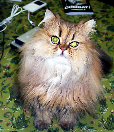 猫, チンチラ・ゴールデン, 来夢, 来喜