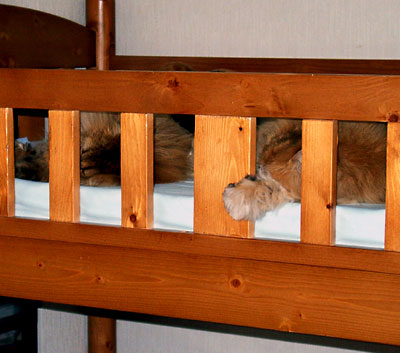 猫, チンチラ・ゴールデン, 来夢, 来喜