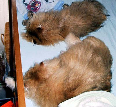 猫, チンチラ・ゴールデン, 来夢, 来喜