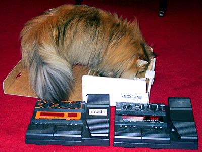 猫, チンチラ・ゴールデン, 来夢, 来喜