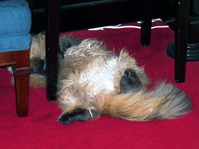 �L, �`���`���E�S�[���f��, ����, ����